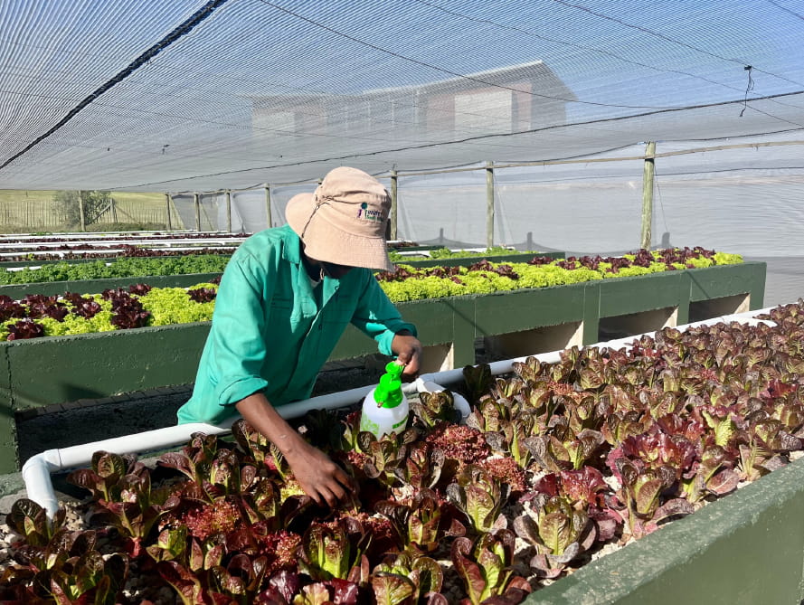 Sustainability Insider